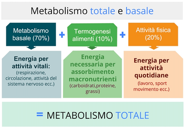 Calcolo Metabolismo Basale BMR